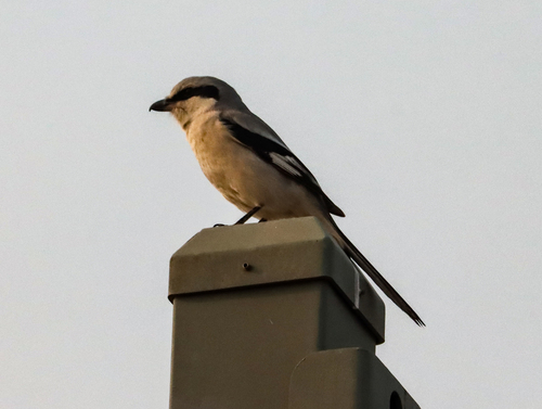 Chinese Grey Shrike (Lanius sphenocercus)