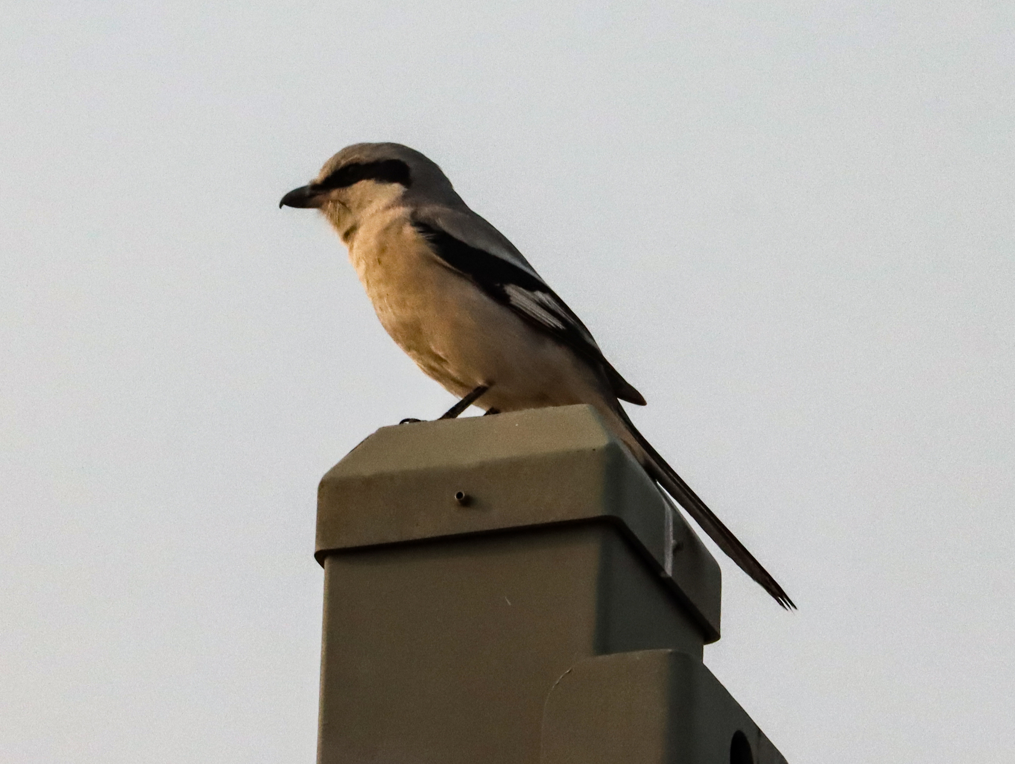 Chinese Grey Shrike