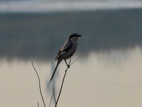 Chinese Grey Shrike (Lanius sphenocercus), photo 2