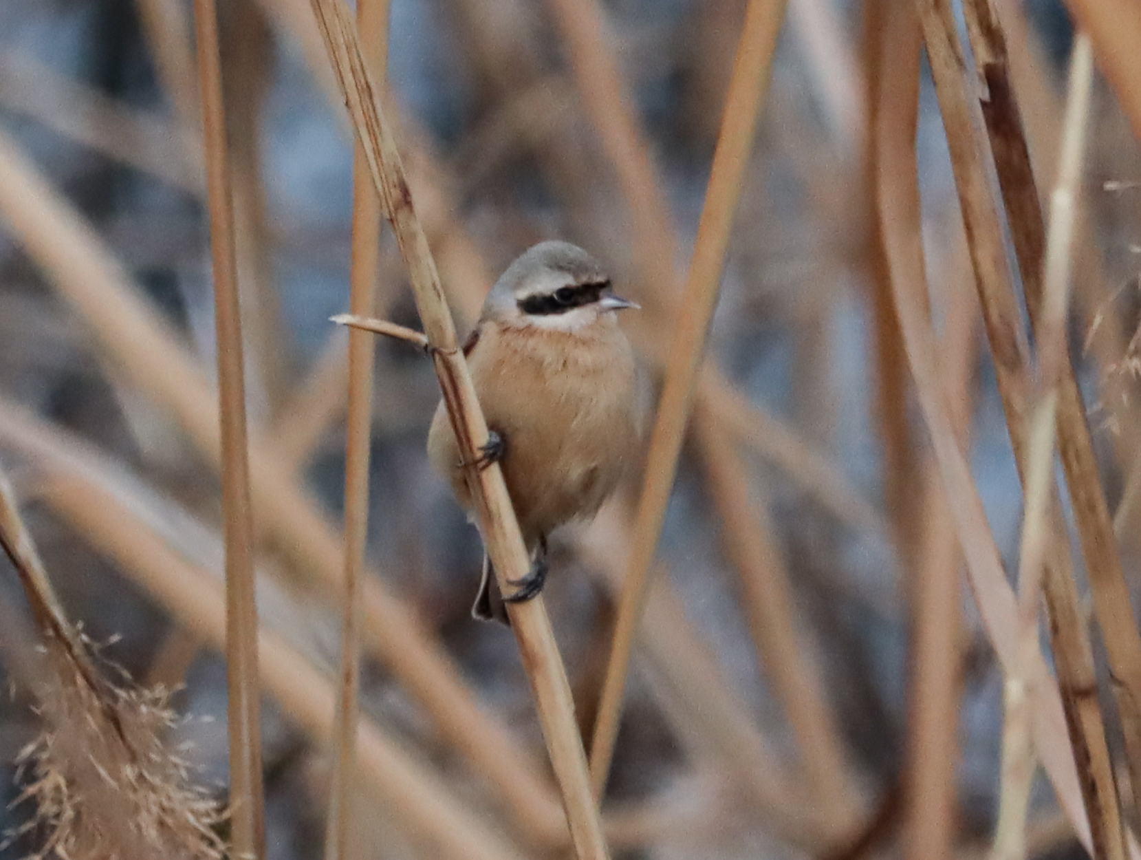 Chinese Penduline Tit