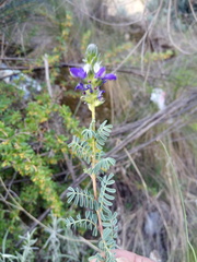 Dalea boliviana