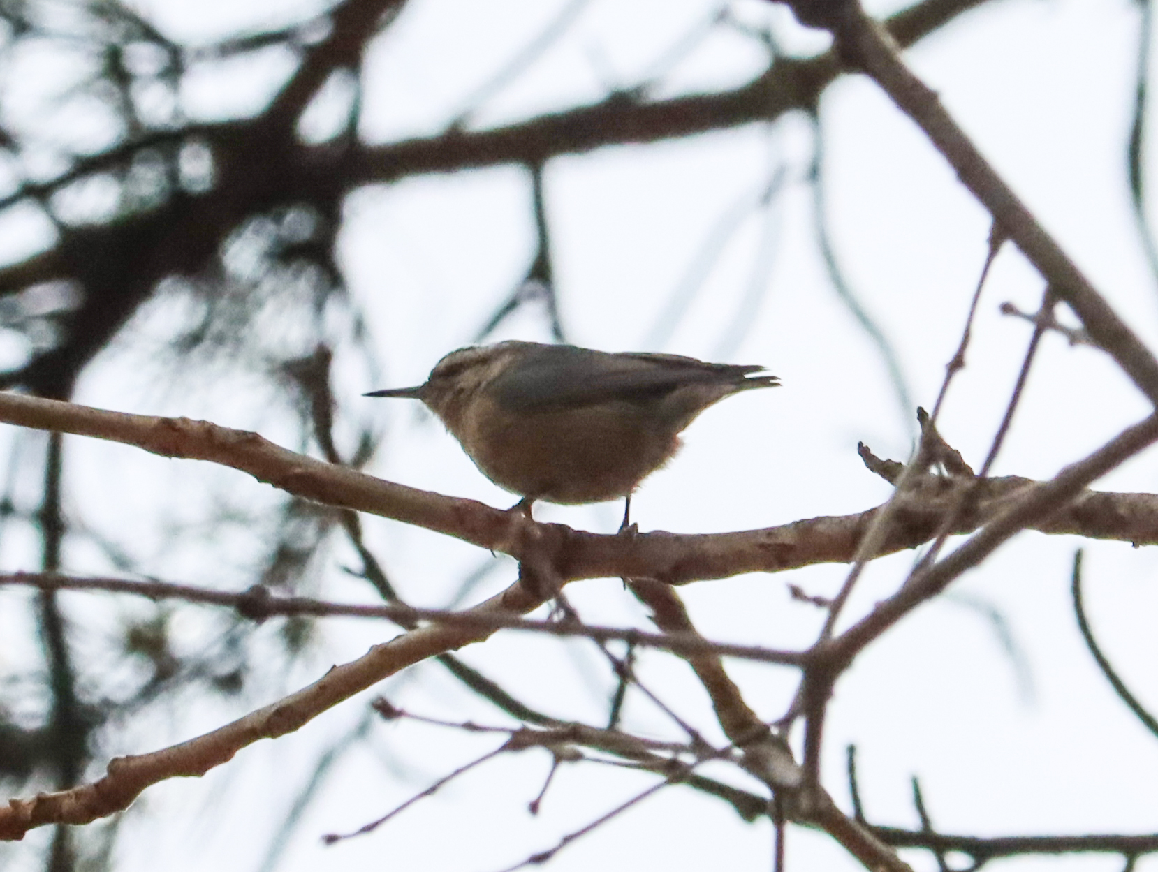 Chinese Nuthatch (Sitta villosa), photo 4