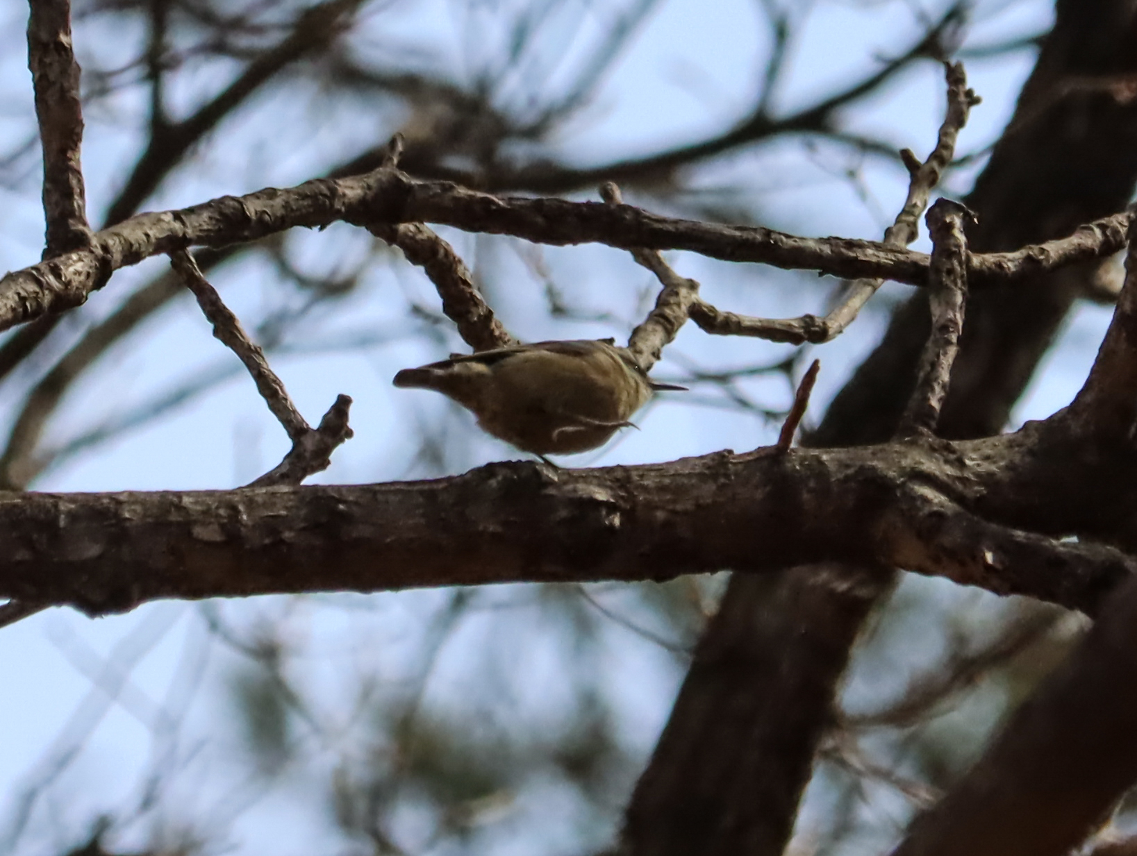 Chinese Nuthatch (Sitta villosa), photo 5