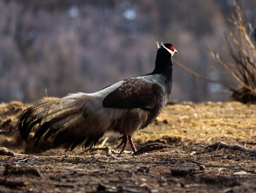 Brown Eared Pheasant (Crossoptilon mantchuricum)
