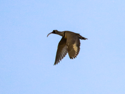 Ibisbill (Ibidorhyncha struthersii), photo 1