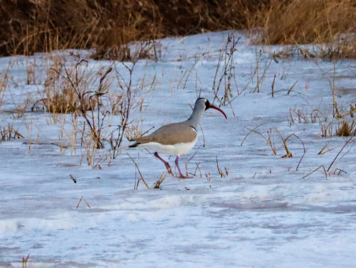 Ibisbill (Ibidorhyncha struthersii), photo 2