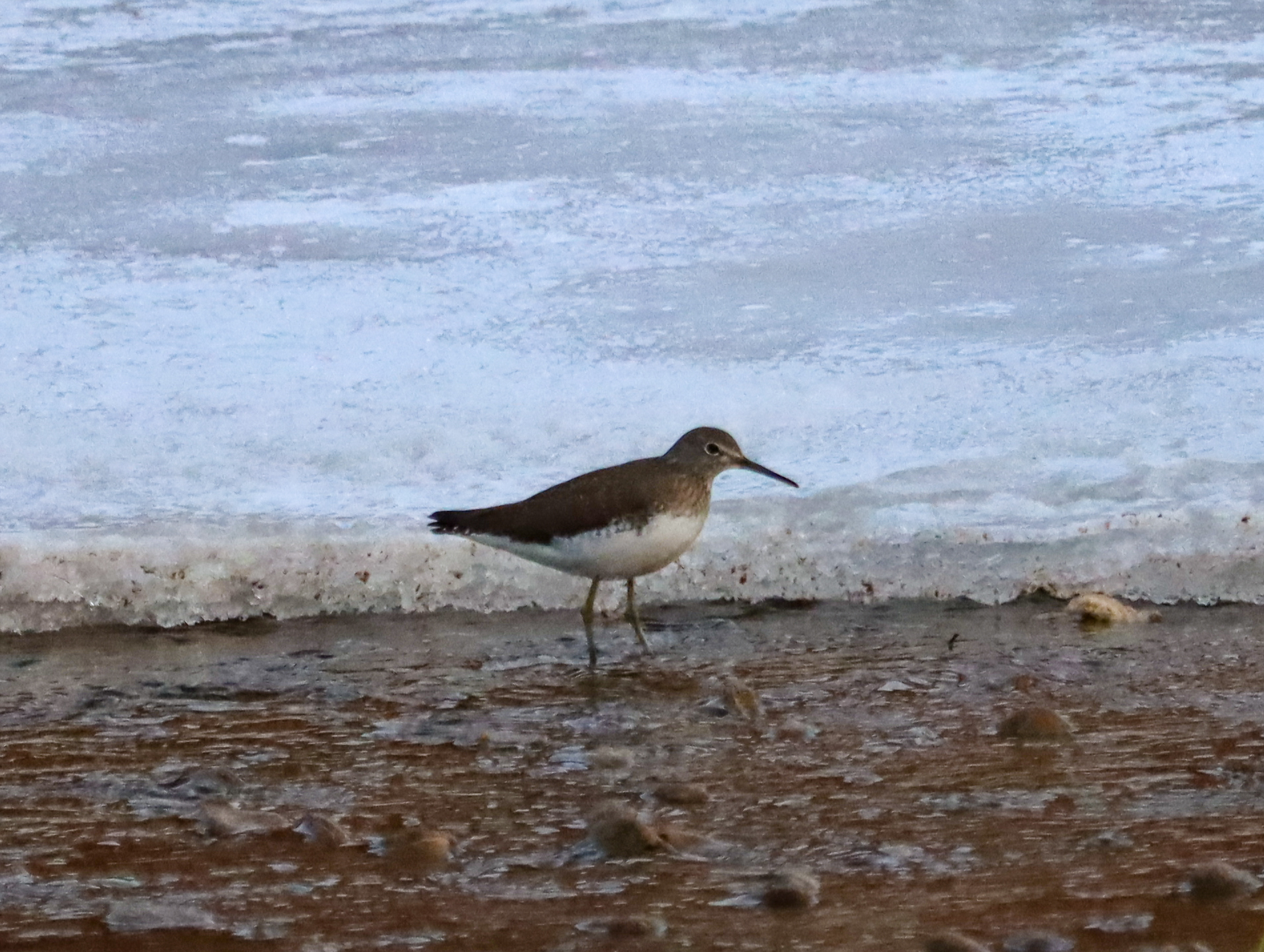 Green Sandpiper
