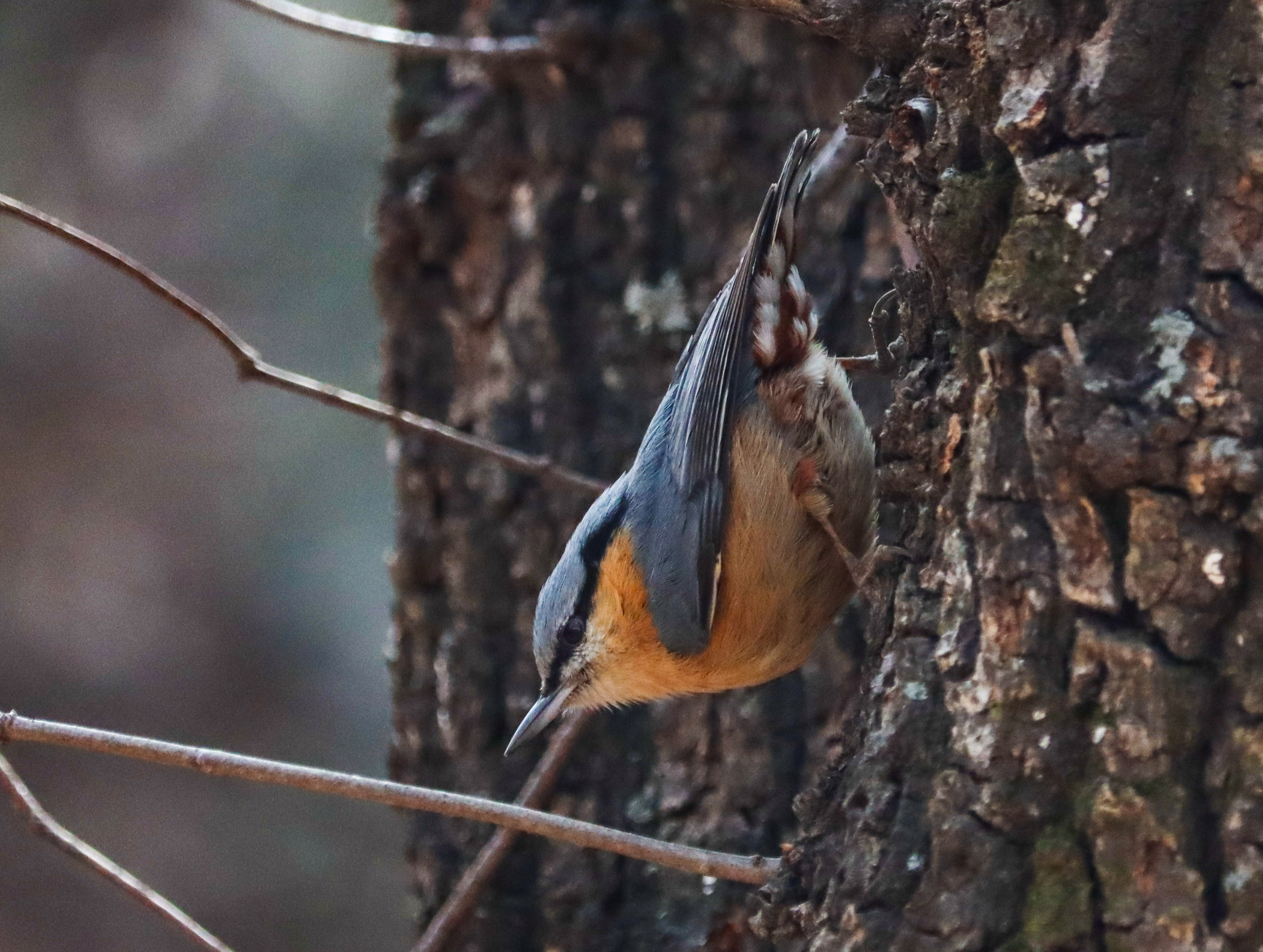 Eurasian Nuthatch