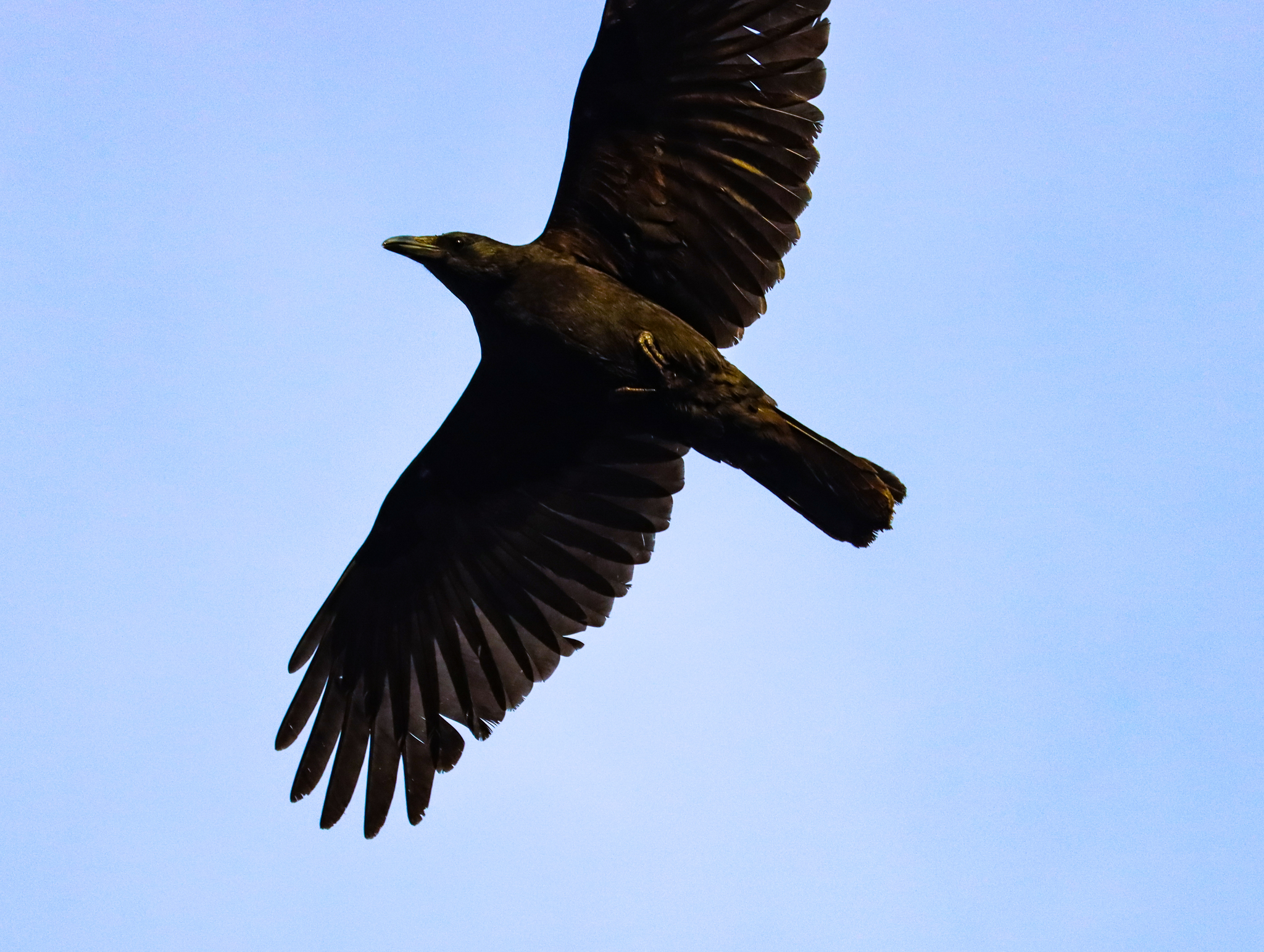 Carrion Crow
