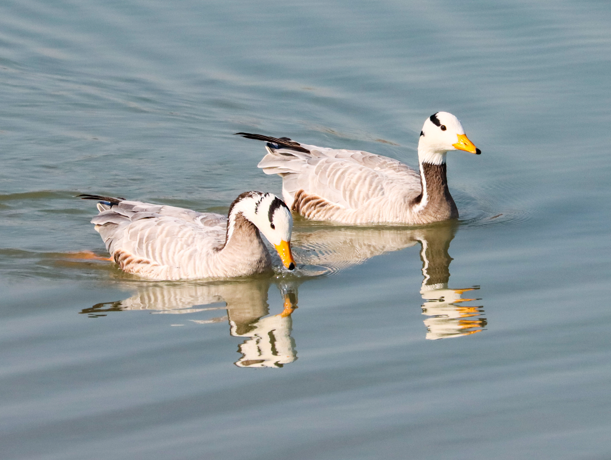 Bar-headed Goose