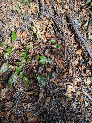 Image of Penstemon subserratus by (c) David Anderson, some rights reserved (CC BY)