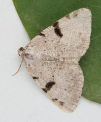 Macaria subcessaria