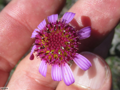 Senecio speciosus