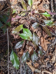 Penstemon subserratus