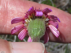 Senecio speciosus