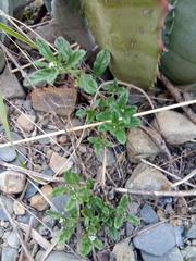 Heliotropium microstachyum