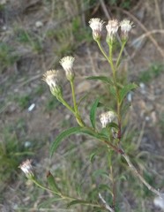 Baccharis pulchella