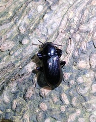 Derosphaerus exularis