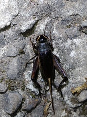 Teleogryllus occipitalis