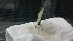 Deudorix livia