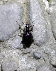 Physodera eschscholtzii