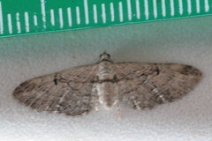 Eupithecia interruptofasciata