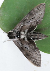 Sphinx gordius