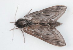 Sphinx gordius