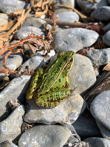 Leopard Frog