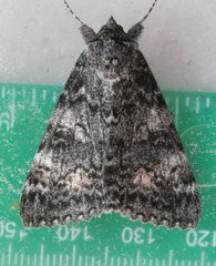 Catocala semirelicta