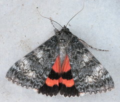 Catocala semirelicta