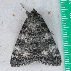 Catocala semirelicta