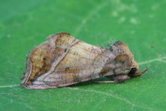Pseudeva purpurigera