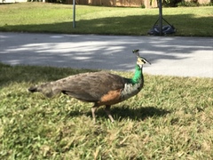 Pavo cristatus × muticus