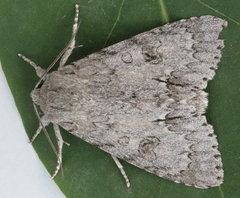 Acronicta americana