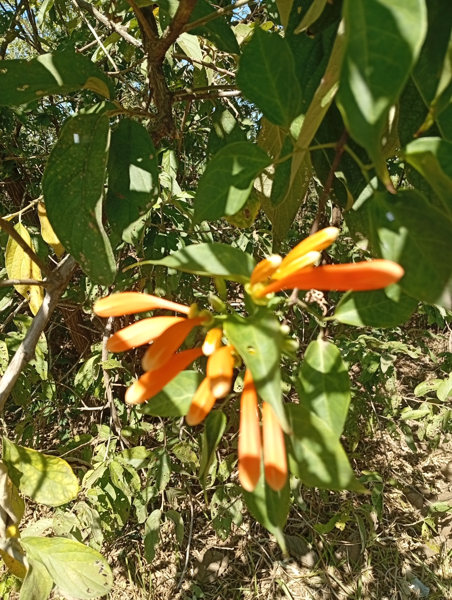 Pyrostegia venusta