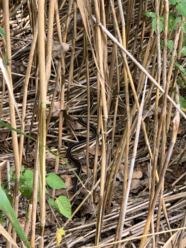 Garter Snake