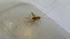 Gryllomorpha