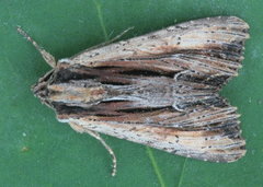 Apamea verbascoides