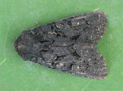 Apamea impulsa