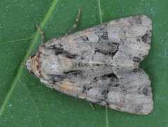 Apamea indocilis