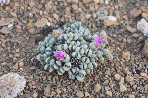 Cederberg matfig (Antimima pumila)
