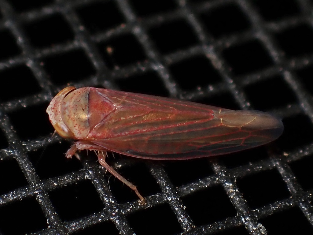 Idiodonus morsei