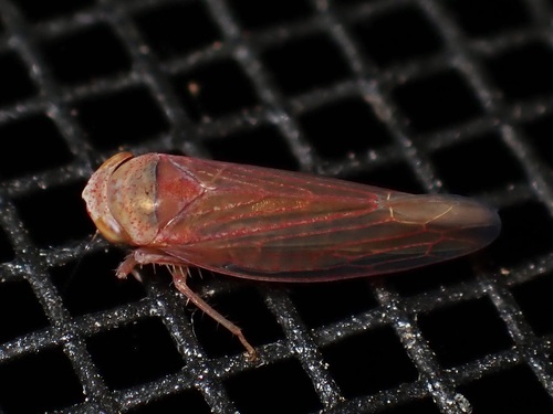Idiodonus morsei