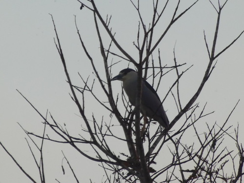 Black-crowned Night Heron
