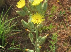 Hieracium longipilum