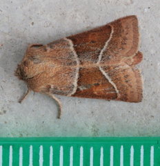 Lemmeria digitalis