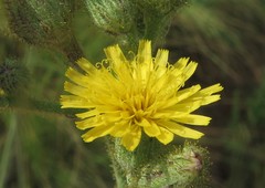 Hieracium longipilum