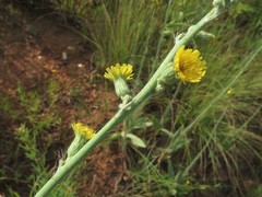 Hieracium longipilum