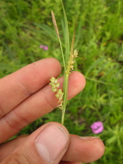 Carex conoidea